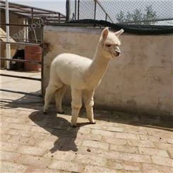 活动羊驼租赁 羊驼养殖场回收羊驼 小羊驼价格