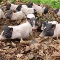 巴马香猪2020年前景 巴马香猪仔 宠物猪