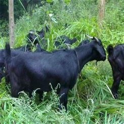 黑山羊养殖基地 活体努比亚黑山羊出售价格 山东厂家
