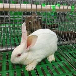 新西兰兔苗养殖技术供应 活体肉兔