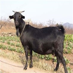常年供应黑山羊活羊 黑山羊种苗批发 黑山羊种羊养殖厂家
