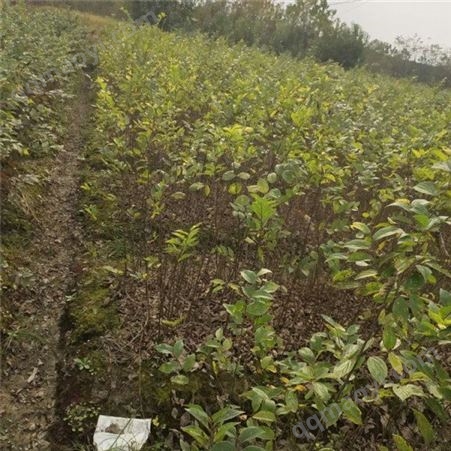 樸樹苗 叢生樸樹 基地銷售 先淼種苗樸樹小苗