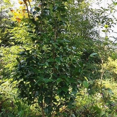 庭院盆栽茶花苗  多色復色品種  茶花球成活率高