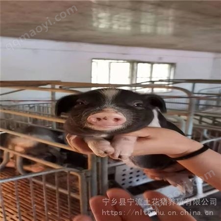 养殖花猪幼崽 花猪公猪 宁流 纯种花猪 支持定制