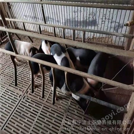 花猪仔 宁流 黑猪养殖 家养花母猪