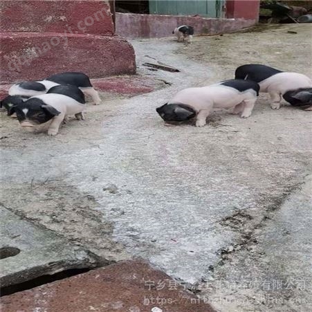 家养花猪 宁流 母猪苗 基地销售