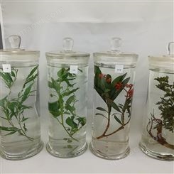 实验室病虫害标本 射干浸制标本 装饰病虫害标本