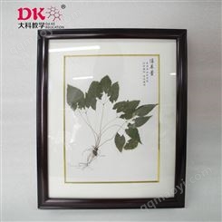 整理腊叶标本 大科教学 规格腊叶标本 腊叶标本