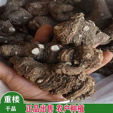 鑫燎三農 紅果參前景 紅果參育苗技術 新上市